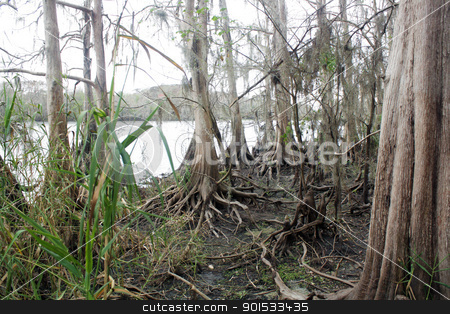 To use this stock image in your creative project, please select the size you need over to the right and click the "Add to Cart" button.
Your downloaded image will come with the Cutcaster watermark removed so don’t worry about the watermark you see on this page. Exposed Tropical Riverbed (10) stock photo, A rare view of a central Florida cypress marsh that's normally under approximately six feet of water. The waterline is easily visible on the tree trunks. The nutrient-rich muck fosters lush, green plant growth. by Carl Stewart