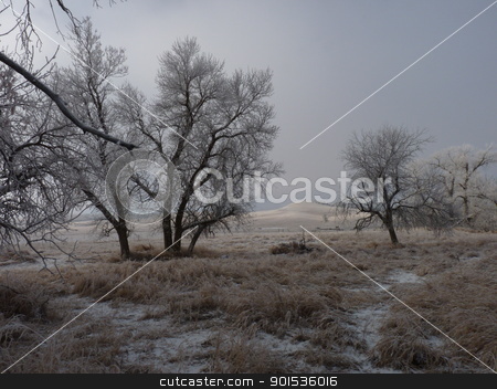 To use this stock image in your creative project, please select the size you need over to the right and click the "Add to Cart" button.
Your downloaded image will come with the Cutcaster watermark removed so don’t worry about the watermark you see on this page. Frosty Trees as the Fog Lifts stock photo, Frost on the grass and trees as the Fog lifts by Jan Nickelson