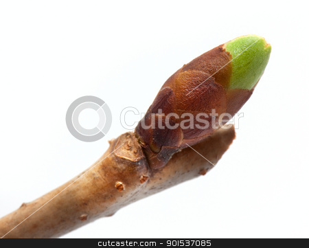 To use this stock image in your creative project, please select the size you need over to the right and click the "Add to Cart" button.
Your downloaded image will come with the Cutcaster watermark removed so don’t worry about the watermark you see on this page. Cherry bud stock photo, Cherry bud isolated on white background by vtorous