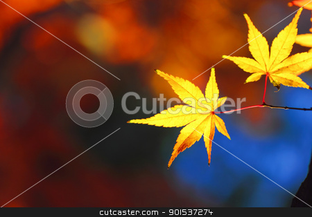 To use this stock image in your creative project, please select the size you need over to the right and click the "Add to Cart" button.
Your downloaded image will come with the Cutcaster watermark removed so don’t worry about the watermark you see on this page. beautiful maple leaves in Japan stock photo, beautiful maple leaves in Japan by yoshiyayo