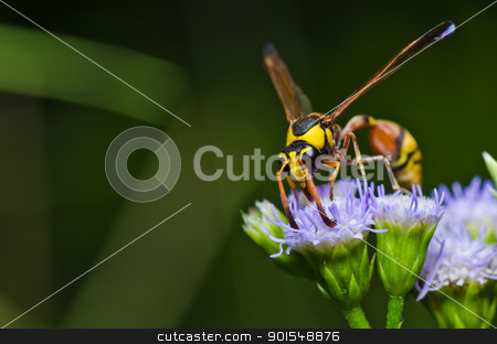 To use this stock image in your creative project, please select the size you need over to the right and click the "Add to Cart" button.
Your downloaded image will come with the Cutcaster watermark removed so don’t worry about the watermark you see on this page. yellow wasp in green nature or in garden stock photo, yellow wasp in green nature or in garden. It's danger. by sweetcrisis