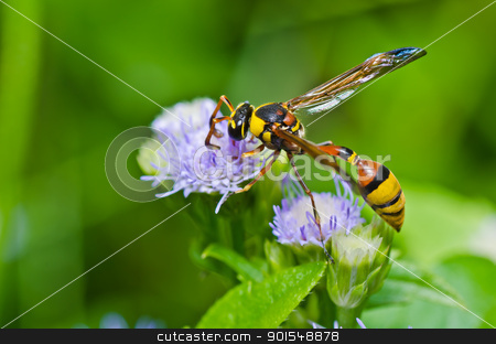 To use this stock image in your creative project, please select the size you need over to the right and click the "Add to Cart" button.
Your downloaded image will come with the Cutcaster watermark removed so don’t worry about the watermark you see on this page. yellow wasp in green nature or in garden stock photo, yellow wasp in green nature or in garden. It's danger. by sweetcrisis