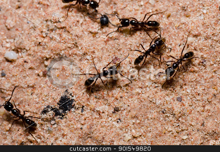 To use this stock image in your creative project, please select the size you need over to the right and click the "Add to Cart" button.
Your downloaded image will come with the Cutcaster watermark removed so don’t worry about the watermark you see on this page. black ant in green nature stock photo, black ant in green nature or in the garden by sweetcrisis