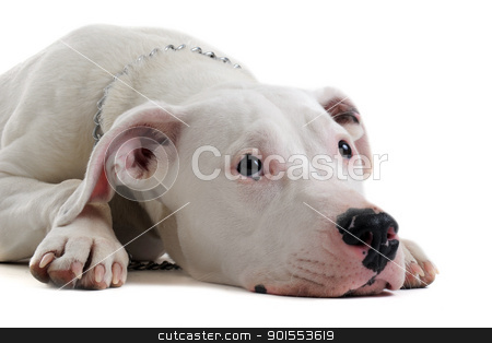 To use this stock image in your creative project, please select the size you need over to the right and click the "Add to Cart" button.
Your downloaded image will come with the Cutcaster watermark removed so don’t worry about the watermark you see on this page. young dogo argentino stock photo, portrait of a purebred puppy argentinian dog in front of white background by Bonzami Emmanuelle