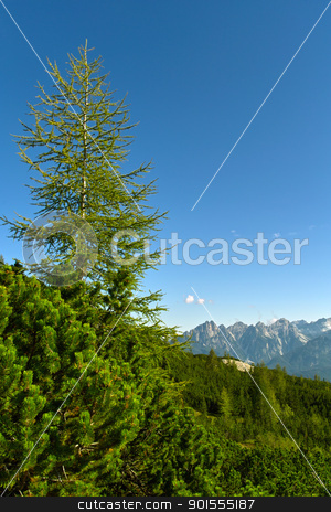 To use this stock image in your creative project, please select the size you need over to the right and click the "Add to Cart" button.
Your downloaded image will come with the Cutcaster watermark removed so don’t worry about the watermark you see on this page. A solitary pine tree / un pino solitario stock photo, On the Pelmo Mountain's slopes / Alle falde del Monte Pelmo by emiliano beltrani