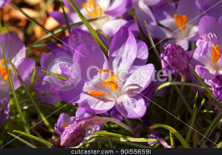 To use this stock image in your creative project, please select the size you need over to the right and click the "Add to Cart" button.
Your downloaded image will come with the Cutcaster watermark removed so don’t worry about the watermark you see on this page. Purple Crocus Blooming Early Spring stock photo, Purple Crocus Blooming Early Spring in Seattle Washington. by William Perry