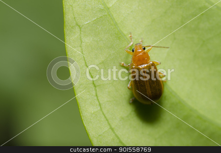 To use this stock image in your creative project, please select the size you need over to the right and click the "Add to Cart" button.
Your downloaded image will come with the Cutcaster watermark removed so don’t worry about the watermark you see on this page. orange beetle in green nature stock photo, orange beetle in green nature or in garden by sweetcrisis