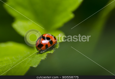 To use this stock image in your creative project, please select the size you need over to the right and click the "Add to Cart" button.
Your downloaded image will come with the Cutcaster watermark removed so don’t worry about the watermark you see on this page. ladybug in green nature stock photo, ladybug in green nature or in the garden by sweetcrisis