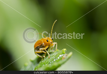 To use this stock image in your creative project, please select the size you need over to the right and click the "Add to Cart" button.
Your downloaded image will come with the Cutcaster watermark removed so don’t worry about the watermark you see on this page. orange beetle in green nature stock photo, orange beetle in green nature or in garden by sweetcrisis