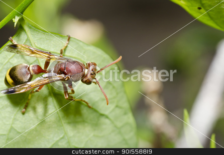 To use this stock image in your creative project, please select the size you need over to the right and click the "Add to Cart" button.
Your downloaded image will come with the Cutcaster watermark removed so don’t worry about the watermark you see on this page. brown wasp in green nature stock photo, brown wasp in green nature or in garden by sweetcrisis