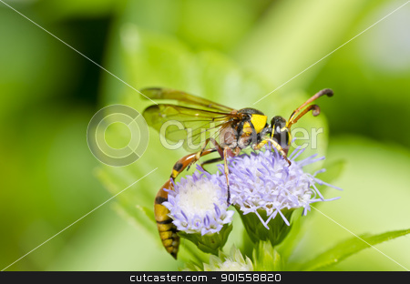 To use this stock image in your creative project, please select the size you need over to the right and click the "Add to Cart" button.
Your downloaded image will come with the Cutcaster watermark removed so don’t worry about the watermark you see on this page. yellow wasp in green nature stock photo, yellow wasp in green nature or in garden by sweetcrisis