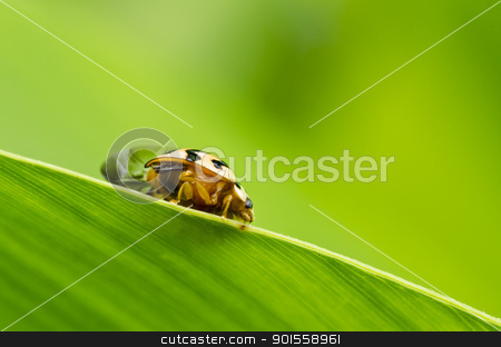 To use this stock image in your creative project, please select the size you need over to the right and click the "Add to Cart" button.
Your downloaded image will come with the Cutcaster watermark removed so don’t worry about the watermark you see on this page. orange ladybug in green nature stock photo, orange ladybug in green nature or in garden by sweetcrisis
