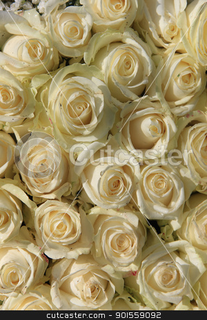 To use this stock image in your creative project, please select the size you need over to the right and click the "Add to Cart" button.
Your downloaded image will come with the Cutcaster watermark removed so don’t worry about the watermark you see on this page. group of white roses stock photo, A group of white roses in the sun by Porto Sabbia
