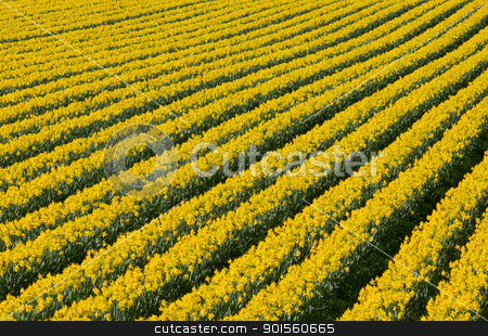 To use this stock image in your creative project, please select the size you need over to the right and click the "Add to Cart" button.
Your downloaded image will come with the Cutcaster watermark removed so don’t worry about the watermark you see on this page. Rows of flowering yellow daffodil flowers in a field. stock photo, Lots of rows of flowering yellow daffodil flowers in a field. by Stephen Rees