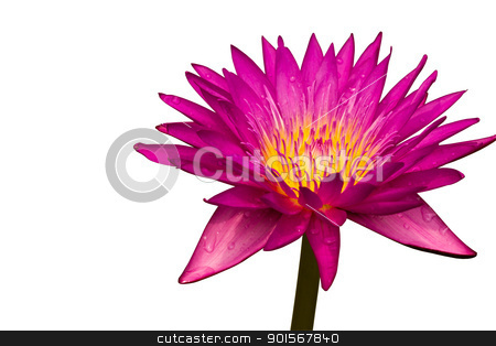To use this stock image in your creative project, please select the size you need over to the right and click the "Add to Cart" button.
Your downloaded image will come with the Cutcaster watermark removed so don’t worry about the watermark you see on this page. Pink lotus, Water lily stock photo, Pink lotus, Water lily isolated on white background by Lavoview