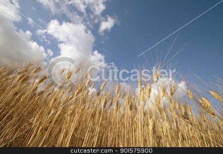To use this stock image in your creative project, please select the size you need over to the right and click the "Add to Cart" button.
Your downloaded image will come with the Cutcaster watermark removed so don’t worry about the watermark you see on this page. Wheat stock photo, Ear of the wheat on field. Composition of the nature by Maurizio Martini