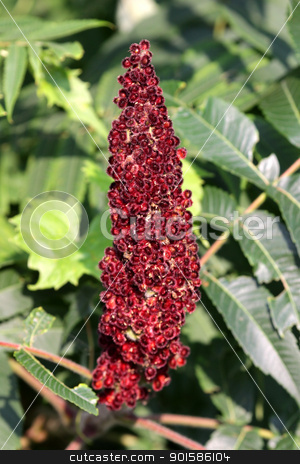 To use this stock image in your creative project, please select the size you need over to the right and click the "Add to Cart" button.
Your downloaded image will come with the Cutcaster watermark removed so don’t worry about the watermark you see on this page. Sumac Flower stock photo, A close-up of a Staghorn Sumac (Rhus typhina) flower. by Chris Hill