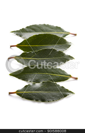To use this stock image in your creative project, please select the size you need over to the right and click the "Add to Cart" button.
Your downloaded image will come with the Cutcaster watermark removed so don’t worry about the watermark you see on this page. bay leaves stock photo, culinary bay leaves isolated on a white background by Lee Avison