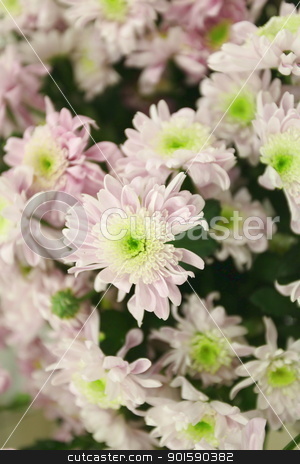 To use this stock image in your creative project, please select the size you need over to the right and click the "Add to Cart" button.
Your downloaded image will come with the Cutcaster watermark removed so don’t worry about the watermark you see on this page. chrysanthemums stock photo, flowers chrysanthemums by mrivserg