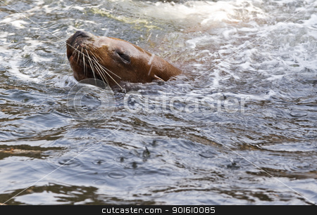 To use this stock image in your creative project, please select the size you need over to the right and click the "Add to Cart" button.
Your downloaded image will come with the Cutcaster watermark removed so don’t worry about the watermark you see on this page. Swimming sea-lion stock photo, Sea-lion swimming and splashing water by Colette Planken-Kooij