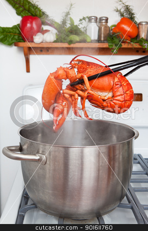 To use this stock image in your creative project, please select the size you need over to the right and click the "Add to Cart" button.
Your downloaded image will come with the Cutcaster watermark removed so don’t worry about the watermark you see on this page. Boiled lobster stock photo, A cooked lobster being lifted from a pot in the kitchen. by Steve Mcsweeny