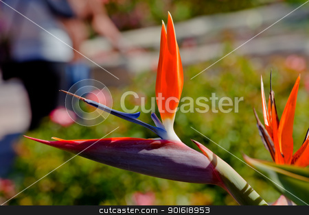 To use this stock image in your creative project, please select the size you need over to the right and click the "Add to Cart" button.
Your downloaded image will come with the Cutcaster watermark removed so don’t worry about the watermark you see on this page. Bird of Paradise Flower Garden Mission San Juan Capistrano Calif stock photo, Orange Blue Bird of Paradise Flower Strelitzia Garden Mission San Juan Capistrano California by William Perry