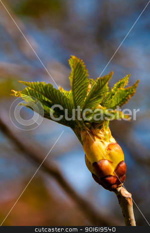 To use this stock image in your creative project, please select the size you need over to the right and click the "Add to Cart" button.
Your downloaded image will come with the Cutcaster watermark removed so don’t worry about the watermark you see on this page. Chestnut Bud stock photo, close up of a chestnut bud on the twig in early spring by Frank G?