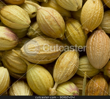 To use this stock image in your creative project, please select the size you need over to the right and click the "Add to Cart" button.
Your downloaded image will come with the Cutcaster watermark removed so don’t worry about the watermark you see on this page. coriander seeds stock photo, close up of coriander seeds food background by zkruger