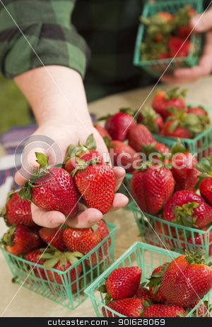 To use this stock image in your creative project, please select the size you need over to the right and click the "Add to Cart" button.
Your downloaded image will come with the Cutcaster watermark removed so don’t worry about the watermark you see on this page. Farmer Gathering Fresh Strawberries in Baskets stock photo, Farmer Gathering Fresh Red Strawberries in Baskets. by Andy Dean