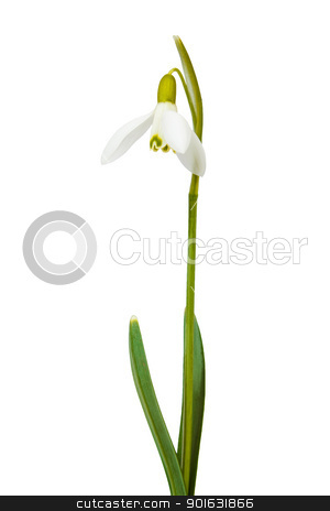 To use this stock image in your creative project, please select the size you need over to the right and click the "Add to Cart" button.
Your downloaded image will come with the Cutcaster watermark removed so don’t worry about the watermark you see on this page. snowdrop the first messenger of spring on white stock photo, snowdrop first messenger of spring on white background by Artush