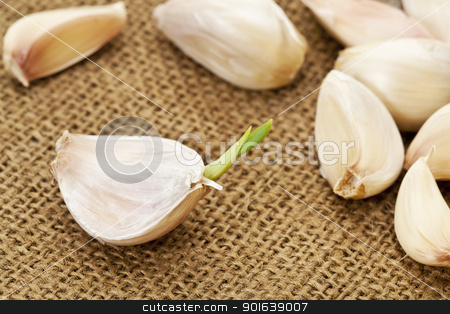 To use this stock image in your creative project, please select the size you need over to the right and click the "Add to Cart" button.
Your downloaded image will come with the Cutcaster watermark removed so don’t worry about the watermark you see on this page. garlic cloves stock photo, germinating garlic cloves on burlap fabric background by Marek Uliasz