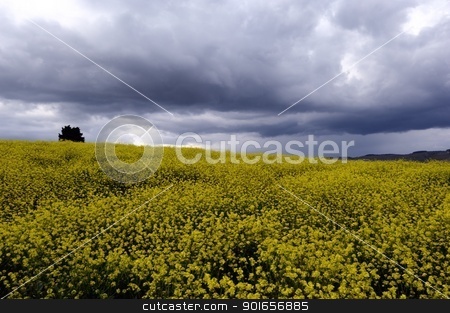 To use this stock image in your creative project, please select the size you need over to the right and click the "Add to Cart" button.
Your downloaded image will come with the Cutcaster watermark removed so don’t worry about the watermark you see on this page. Dramatic sky stock photo, Beautiful gray clouds on a canola field in Tuscany by Maurizio Martini