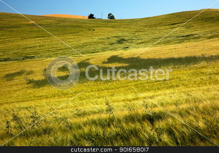 To use this stock image in your creative project, please select the size you need over to the right and click the "Add to Cart" button.
Your downloaded image will come with the Cutcaster watermark removed so don’t worry about the watermark you see on this page. Green Wheat Grass Patterns Blue Skies Palouse Washington State stock photo, Green Wheat Grass Fields Patterns Blue Skies Palouse Washington State Pacific Northwest by William Perry