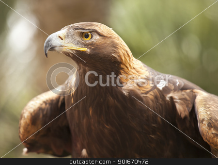 To use this stock image in your creative project, please select the size you need over to the right and click the "Add to Cart" button.
Your downloaded image will come with the Cutcaster watermark removed so don’t worry about the watermark you see on this page. California Golden Eagle stock photo, Beautiful California Golden Eagle Against Foliage Background. by Andy Dean