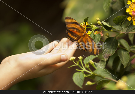 To use this stock image in your creative project, please select the size you need over to the right and click the "Add to Cart" button.
Your downloaded image will come with the Cutcaster watermark removed so don’t worry about the watermark you see on this page. Child Hand Touching an Oak Tiger Butterfly on Flower stock photo, Child Hand Touching a Beautiful Oak Tiger Butterfly on Flower. by Andy Dean