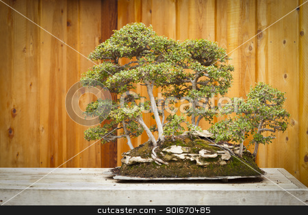 To use this stock image in your creative project, please select the size you need over to the right and click the "Add to Cart" button.
Your downloaded image will come with the Cutcaster watermark removed so don’t worry about the watermark you see on this page. Elm Bonsai Tree Forest Against Wood Fence stock photo, Beautiful Elm Bonsai Tree Forest Against Wood Fence. by Andy Dean