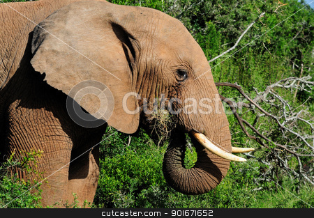 To use this stock image in your creative project, please select the size you need over to the right and click the "Add to Cart" button.
Your downloaded image will come with the Cutcaster watermark removed so don’t worry about the watermark you see on this page. Elephant drinking water at Harpoor Dam stock photo, Elephant drinking water at Harpoor Dam, Addo Elephant National park, South Africa by Grobler du Preez
