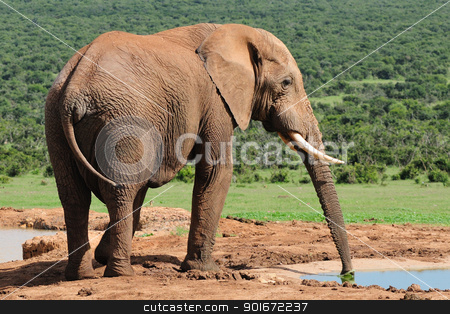 To use this stock image in your creative project, please select the size you need over to the right and click the "Add to Cart" button.
Your downloaded image will come with the Cutcaster watermark removed so don’t worry about the watermark you see on this page. Elephant drinking water at Harpoor Dam stock photo, Elephant drinking water at Harpoor Dam, Addo Elephant National Park, South Africa by Grobler du Preez
