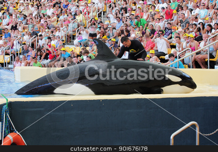 To use this stock image in your creative project, please select the size you need over to the right and click the "Add to Cart" button.
Your downloaded image will come with the Cutcaster watermark removed so don’t worry about the watermark you see on this page. Killer Whale being petted stock photo, PUERTO DE LA CRUZ, TENERIFE - AUGUST 31: New Orca Ocean exhibit has helped the Loro Parque become Tenerife's second most popular attraction on August 31, 2011 in Puerto De La Cruz, Tenerife. by Mike Price