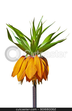 To use this stock image in your creative project, please select the size you need over to the right and click the "Add to Cart" button.
Your downloaded image will come with the Cutcaster watermark removed so don’t worry about the watermark you see on this page. crown imperial, Fritillaria imperialis stock photo, crown imperial, Fritillaria imperialis by Hans-Joachim Schneider