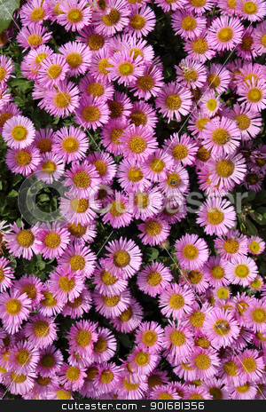 To use this stock image in your creative project, please select the size you need over to the right and click the "Add to Cart" button.
Your downloaded image will come with the Cutcaster watermark removed so don’t worry about the watermark you see on this page. Colorful pink Aster Alpinus flowers. stock photo, Colorful pink Aster Alpinus flowers. by Stephen Rees