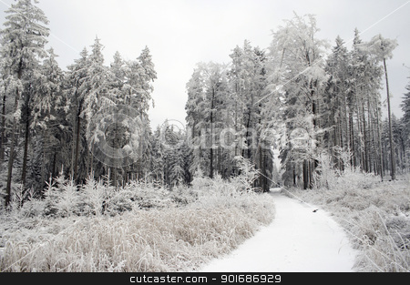 To use this stock image in your creative project, please select the size you need over to the right and click the "Add to Cart" button.
Your downloaded image will come with the Cutcaster watermark removed so don’t worry about the watermark you see on this page. winter landscape stock photo, Shot of the snowy covered landscape with forest raod by Siloto