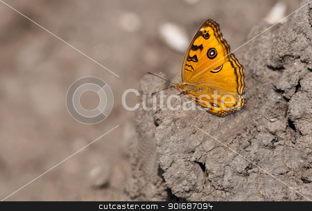 To use this stock image in your creative project, please select the size you need over to the right and click the "Add to Cart" button.
Your downloaded image will come with the Cutcaster watermark removed so don’t worry about the watermark you see on this page. Peacock Pansy, Junonia almana, butterfly,dry mud,wings spread,ou stock photo, Peacock Pansy, Junonia almana, butterfly sitting on dried mud with both wings spread with out of focus background and copy space by Srijan Roy Choudhury
