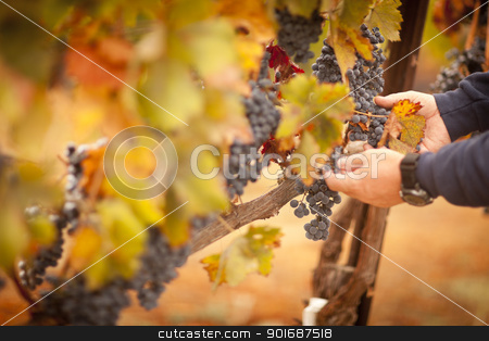 To use this stock image in your creative project, please select the size you need over to the right and click the "Add to Cart" button.
Your downloaded image will come with the Cutcaster watermark removed so don’t worry about the watermark you see on this page. Farmer Inspecting His Ripe Wine Grapes stock photo, Farmer Inspecting His Ripe Wine Grapes Ready For Harvest. by Andy Dean