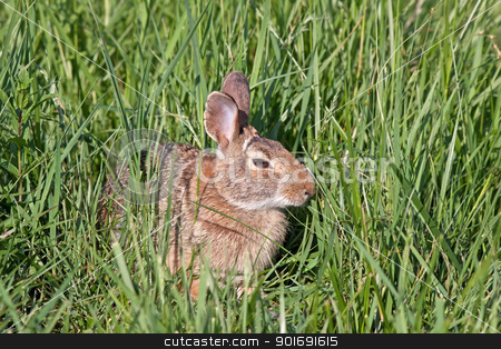 To use this stock image in your creative project, please select the size you need over to the right and click the "Add to Cart" button.
Your downloaded image will come with the Cutcaster watermark removed so don’t worry about the watermark you see on this page. Wild North American Rabbit stock photo, A wild rabbit hiding in tall meadow grass. by Delmas Lehman