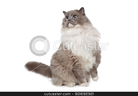 To use this stock image in your creative project, please select the size you need over to the right and click the "Add to Cart" button.
Your downloaded image will come with the Cutcaster watermark removed so don’t worry about the watermark you see on this page. Ragdoll cat stock photo, Ragdoll cat in front of a white background by Erik Lam
