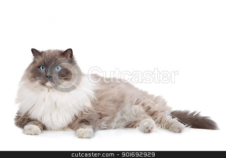 To use this stock image in your creative project, please select the size you need over to the right and click the "Add to Cart" button.
Your downloaded image will come with the Cutcaster watermark removed so don’t worry about the watermark you see on this page. Ragdoll cat stock photo, Ragdoll cat in front of a white background by Erik Lam