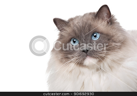 To use this stock image in your creative project, please select the size you need over to the right and click the "Add to Cart" button.
Your downloaded image will come with the Cutcaster watermark removed so don’t worry about the watermark you see on this page. Ragdoll cat stock photo, Ragdoll cat in front of a white background by Erik Lam