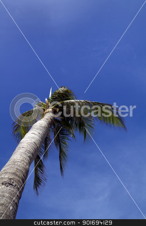 To use this stock image in your creative project, please select the size you need over to the right and click the "Add to Cart" button.
Your downloaded image will come with the Cutcaster watermark removed so don’t worry about the watermark you see on this page. Palm Tree stock photo, A palm tree blowing in the wind with a blue cloudy sky by Kevin Tietz
