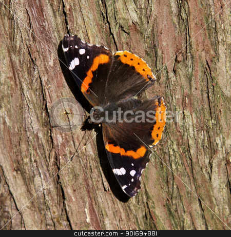 To use this stock image in your creative project, please select the size you need over to the right and click the "Add to Cart" button.
Your downloaded image will come with the Cutcaster watermark removed so don’t worry about the watermark you see on this page. Sunbathing Red Admiral Butterfly stock photo, A sunbathing Red Admiral (Vanessa atalanta) on a cedar tree. by Chris Hill